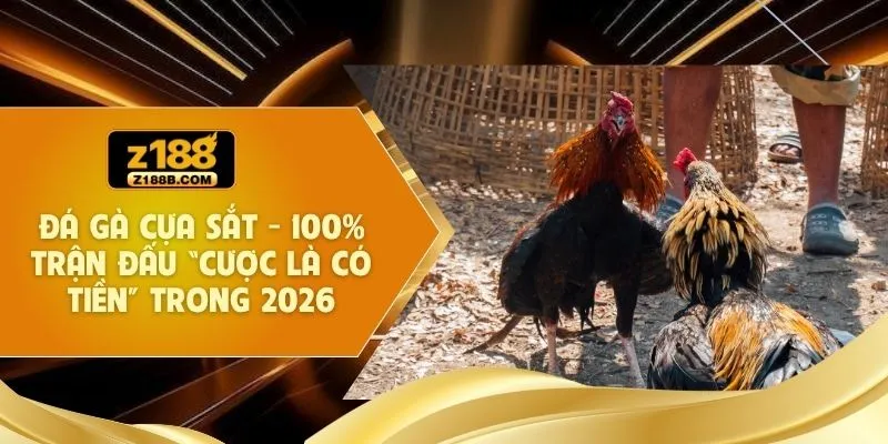 Đá Gà Cựa Sắt - 100% Trận Đấu “Cược Là Có Tiền” Trong 2026